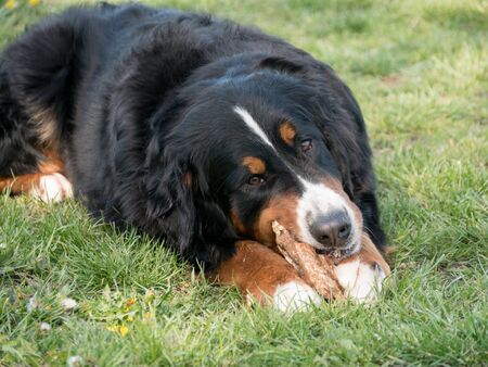 Bernese mountain dog lying down outdoors in summerの写真素材