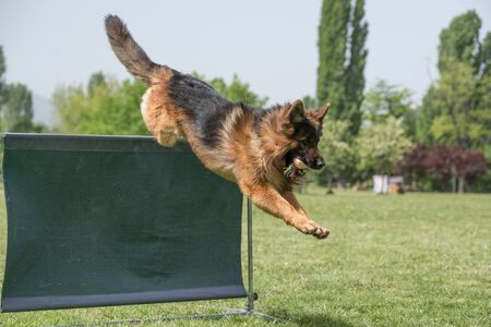 German Shepherd on agility competition, over the bar jump. Proud dog jumping over obstacle. Selective focus on the dogの写真素材