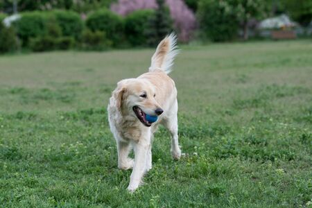 Golden Retriever running. Selective focus on the dog