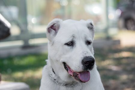 Central Asian Shepherd Dog. Alabai - An Ancient Breed From The Regions Of Central Asia
