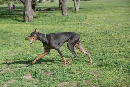 A young beautiful Brown Doberman Pinscher standing on the lawn while sticking its tongue out and looking happy and playful. Dobermann is a breed known for being intelligent alert and loyal companion dogsの写真素材