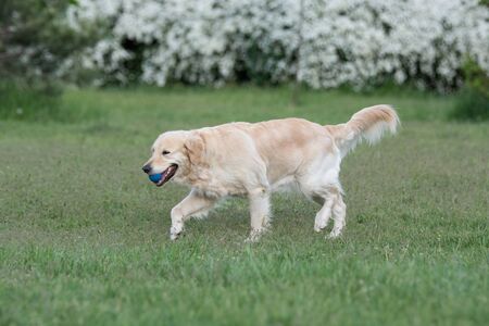 Golden retriever running  Selective focus on the dogの写真素材