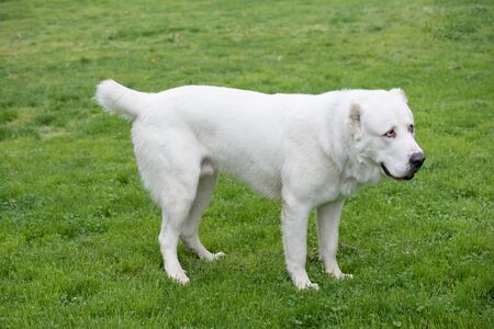 Central Asian Shepherd Dog. Alabai - An Ancient Breed From The Regions Of Central Asia