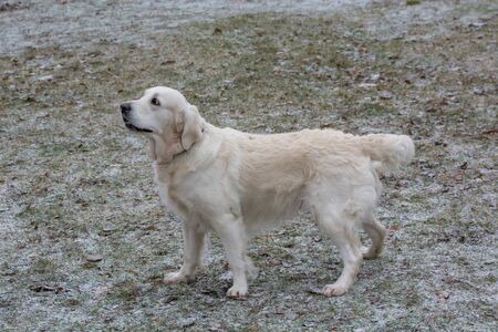 Portrait of Golden retriever .  Selective focus on the dog