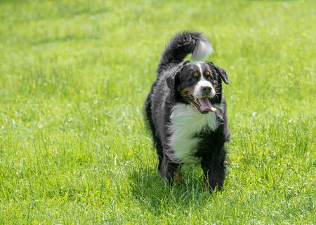 Bernese mountain dog  running through the grassの写真素材