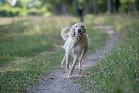 Saluki Taigan Dog Breed Greyhound_hunting_dog