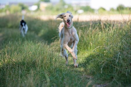 Kyrgyzian  Sight hound  is a member of the family of Eastern Sighthounds. The Taigan is a very rare dog breed, reported about few hundred  worldwide. Selective focus on the dogの写真素材