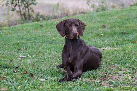 German Shorthaired Pointer (Kurzhaar) dog on green grass horizontal outdoors
