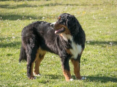 Bernese mountain dog lying down outdoors in summer