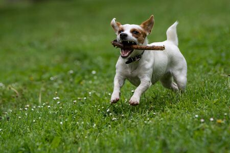 Jack Russell terrier pursuing and catching stick playing on green grass.Selective focus