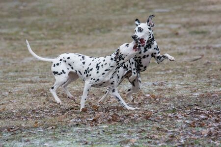 Two young beautiful Dalmatian dogs running. Selective focusの写真素材