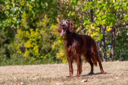 Hunting dog Irish setter running on the grass