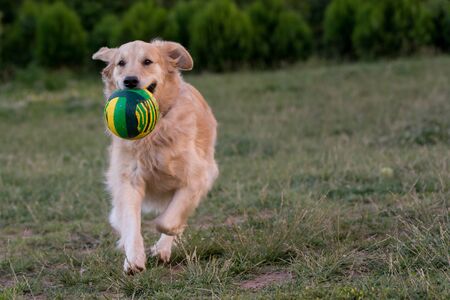 Golden retriever running  Close-up view of  dogの写真素材