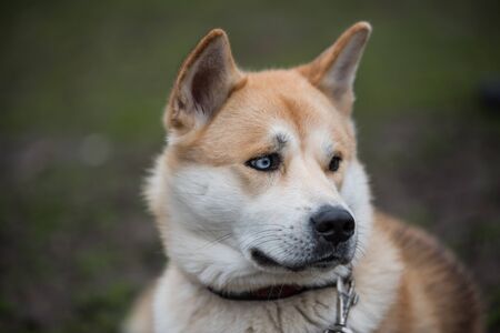 Close-up Akita Inu portraitの写真素材