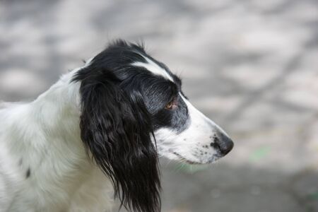 Taigan is a member of the family of Eastern Sighthounds. The Taigan is a very rare dog breed,...