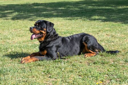 Rottweiler dog lying on the green grass outdoorの写真素材