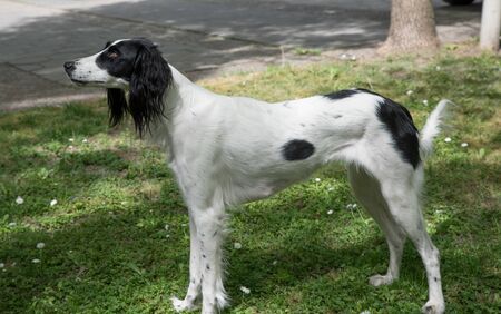Taigan is a member of the family of Eastern Sighthounds. The Taigan is a very rare dog breed,...