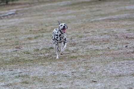 A young beautiful Dalmatian dog running on the grassの写真素材