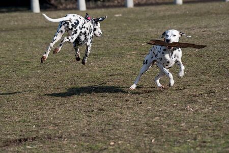 Two young beautiful Dalmatian dogs running outside in the parkの写真素材