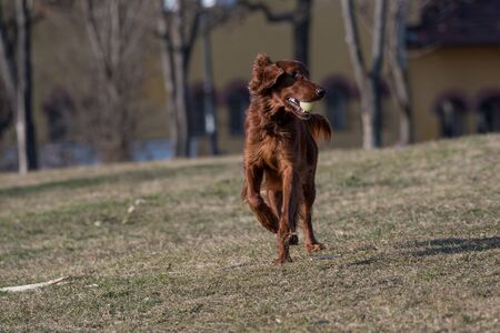 Beautiful Irish setter dog runs across the field. Selective focus
