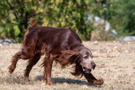Hunting dog Irish setter running on the grass