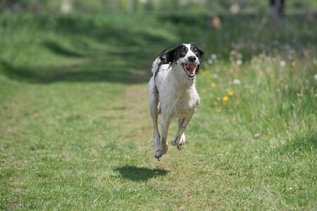 Taigan is a member of the family of Eastern Sighthounds. The Taigan is a very rare dog breed,...
