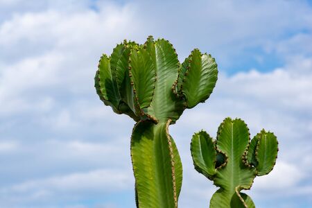Prickly pear cactus (Opuntia ficus-indica, also known as Indian fig opuntia, barbary fig, cactus...
