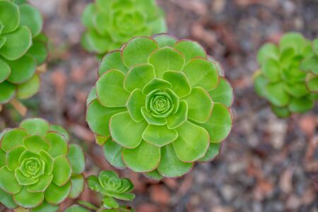Aeonium simsii (Sweet) Stearn is a succulent plant up to 8 inches (20 cm) tall, with relatively small rosettes of leavesの写真素材