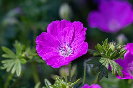 Macro shot of Bloody Cranesbill ( Geranium Sanguineum) Note: Shallow depth of fieldの写真素材