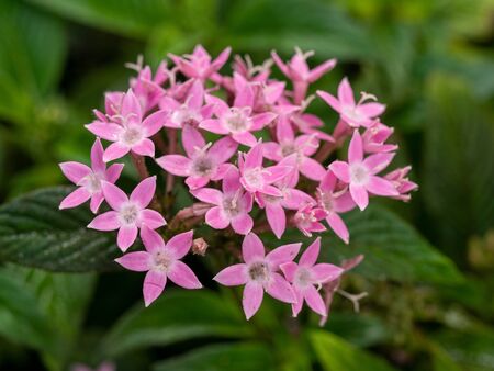 Flowers of a common centaury Centaurium erythraea.Macro shot