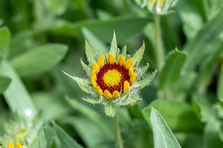Macro shot of Common houseleek  Sempervivum tectorum)の写真素材