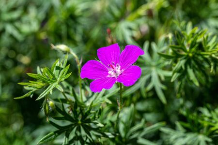 Cut-leaved Cranesbill - Geranium dissectum Small Pink Geraniumの写真素材