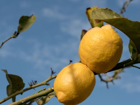 Lemon. Ripe Lemons hanging on a lemon tree. Growing Lemonの写真素材
