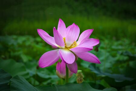 Close up blooming water lily or lotus flowerの写真素材