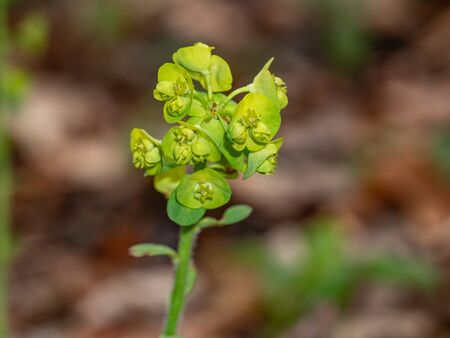 Flowers of the garden Euphorbia Euphorbia x martini