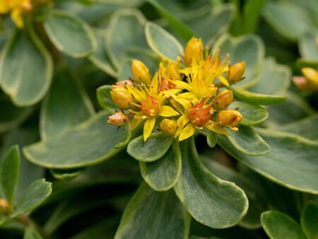 Macro photo of Glossy Green Stonecrop(Sedum kamtschaticum) ** Note: Shallow depth of field