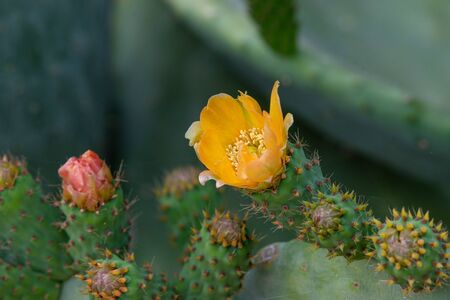 Prickly pear cactus (Opuntia, ficus-indica, Indian fig opuntia)