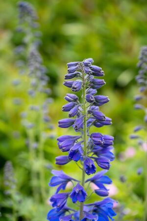 Blooming delphinium in the park close up in sunny day. Note.Selective focus