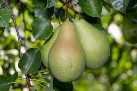 Red-green organic pears ripen in the summer in the garden