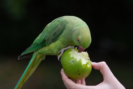 Rose-ringed Parakeet, Psittacula krameri, also known as Ring-necked Parakeet, the beautiful green and red parrot bird with nice feathers detailsの写真素材