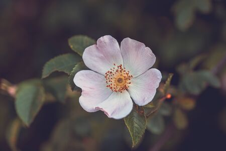 Beautiful Rosa canina ,Rose hip or rosehip, also called rose haw and rose hep, the accessory fruit of the rose plantの写真素材