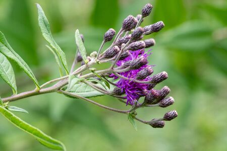 Tall Ironweed (Vernonia altissima) brilliant red-pink flowers, held like torches atop the tall flower stalks.の写真素材