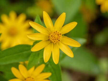 Close-up view of zinnia flowers, sanvitalia specioseの写真素材