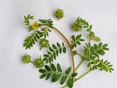 Tribulus terrestris is an annual plant in the caltrop family (Zygophyllaceae) widely distributed around the world, that is adapted to grow in dry climate locations in which few other plants can surviveの写真素材