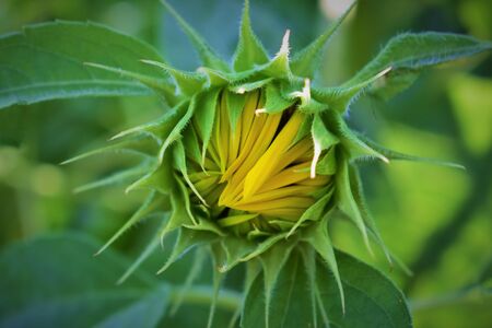 Sunflowers background and blue cloudy sky.  Landscape with sunflower field over cloudy skyの写真素材