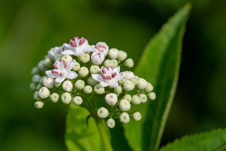 Flower inflorescence - Sambucus ebulus L. (walewort ,dwarf ,elderberry ,elderwort).の写真素材