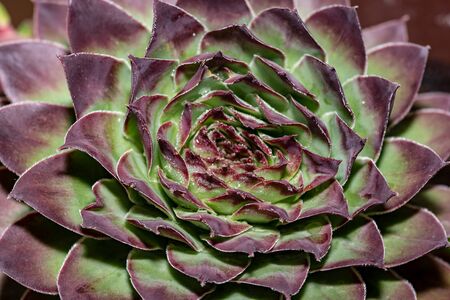 Macro photo of Sempervivum flower(Sempervivum arachnoideum ,Sempervivum tectorum) Great healthy plant for herbal medicineの写真素材