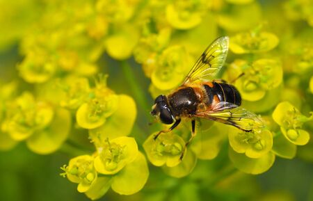 Macro photo of Bee collecting  pollen in nature. Shallow depth of field