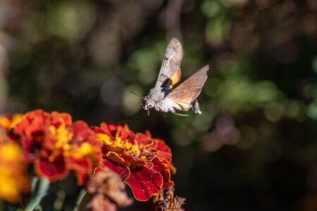 Hummingbird Hawk Moth (Macroglossum stellatarum) sucking nectar from wildflower.の写真素材