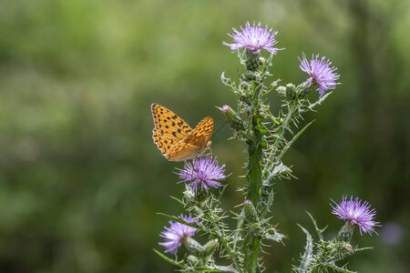 The Queen of Spain fritillary (Issoria lathonia) is a butterfly of the family Nymphalidae.の写真素材